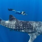 Swim with Giants: How a Paket Tour Lombok Can Lead You to Whale Shark Adventures in Sumbawa