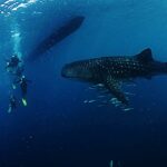 What I Wish I Knew Before Swimming with Whale Sharks